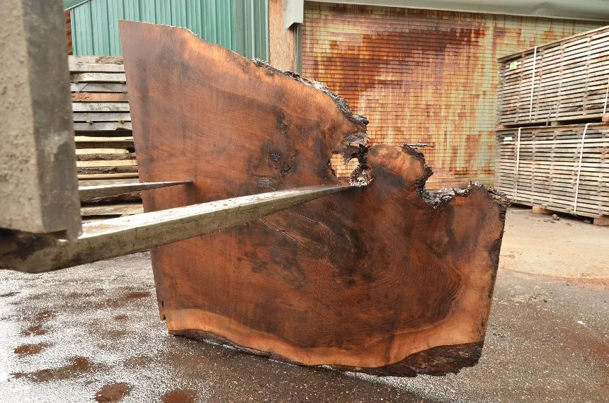 Oregon Black Walnut Slab 052722-04